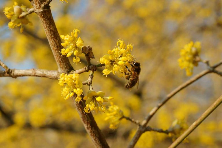 Medonosný a nenáročný ker s jedlými plodmi? Toto je ovocinárov favorit
