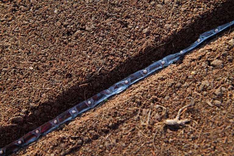 Nepodceňujte správnu prípravu pôdy a hĺbku sejby, rozhodujú o úrode