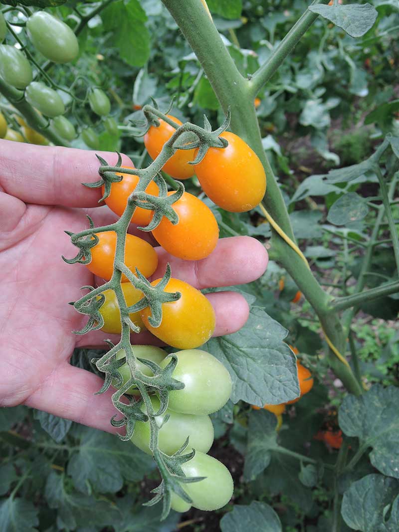 Datľové paradajky DATLO