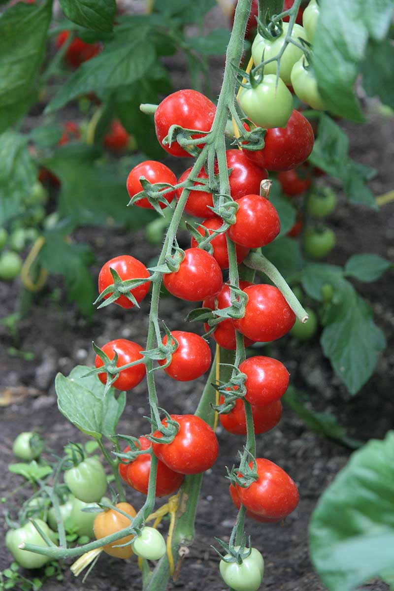 Kolíkové paradajky JAHODO