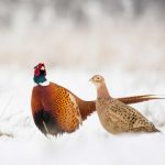 Samec a samica bažanta obyčajného v zime