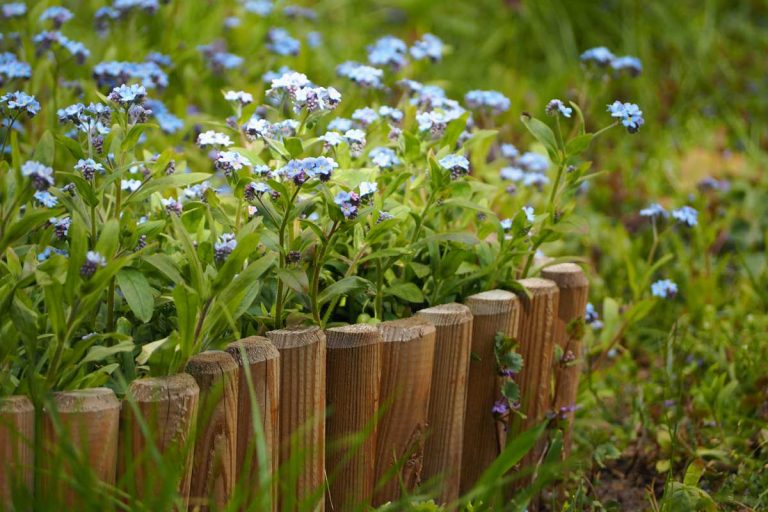 Vymeňte nezábudky za týchto dvojníkov. Netrpia múčnatkou a rozdiel ani nepoznáte