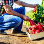 Pestovanie papriky v záhrade