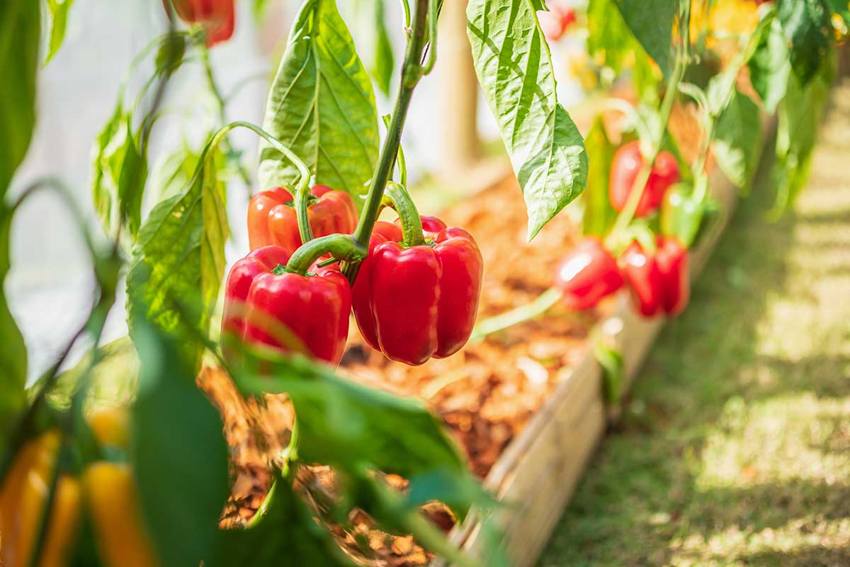 Pestovanie papriky v skleníku alebo fóliovníku