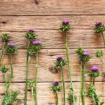 Využitie a účinky pestrca mariánskeho