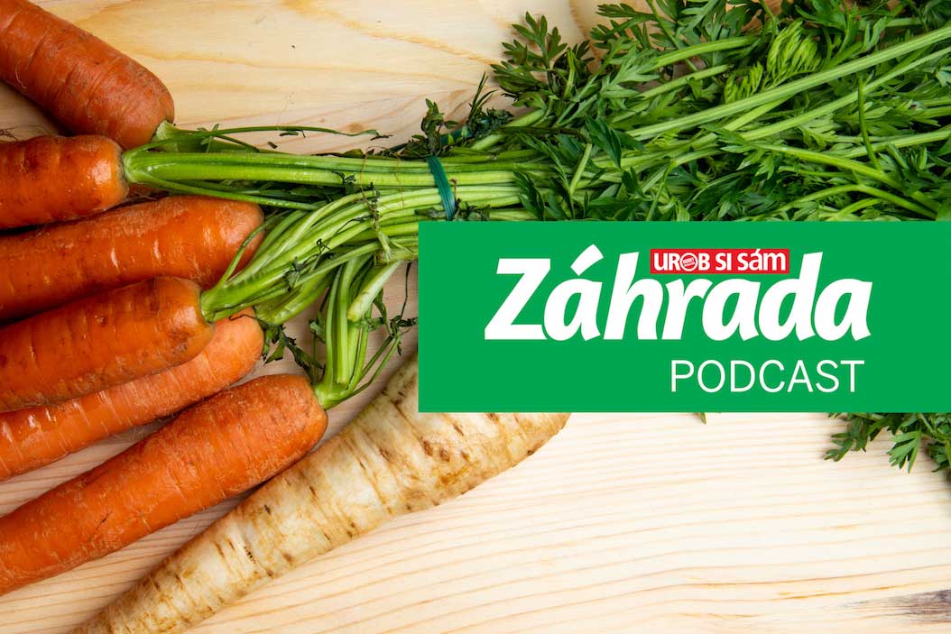 Podcast Záhrada o pestovaní mrkvy a petržlenu v záhrade