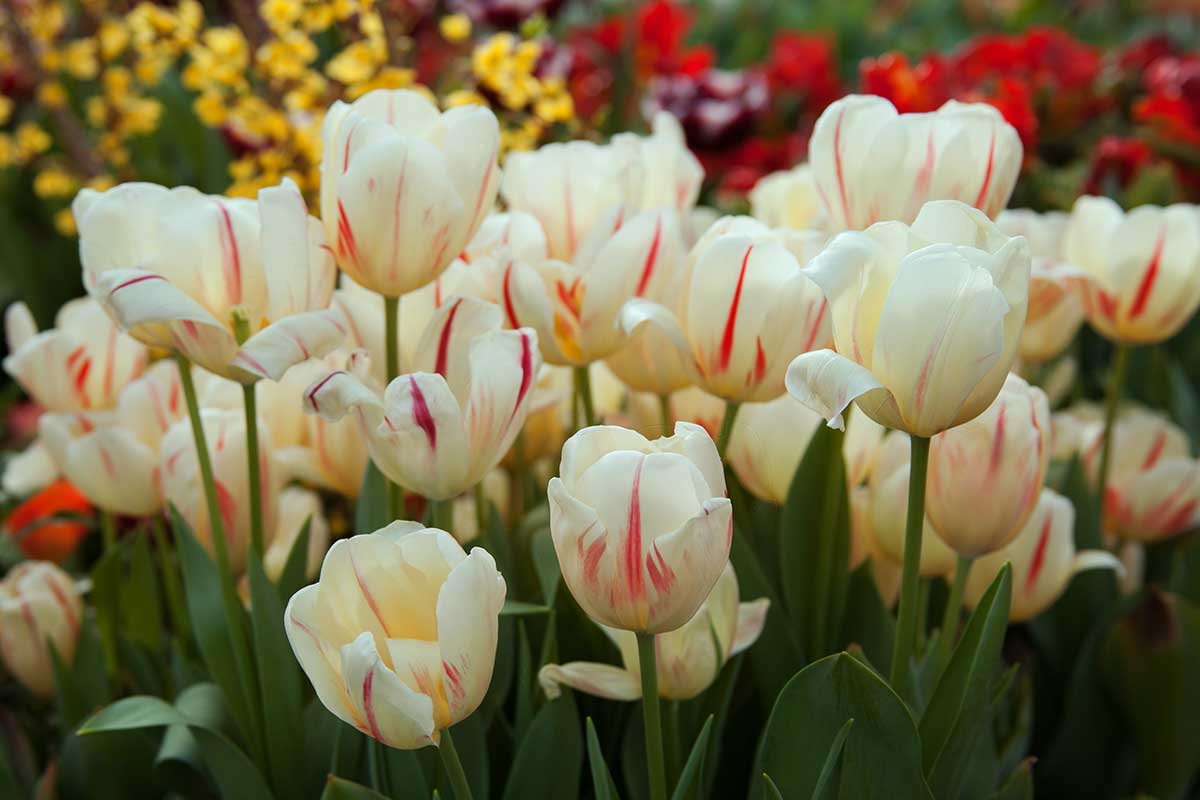 Rembrandtove tulipány