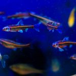 Ryby do záhradného jazierka - jalček dúhový