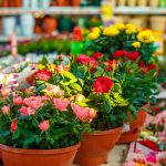 Rýchlené miniruže