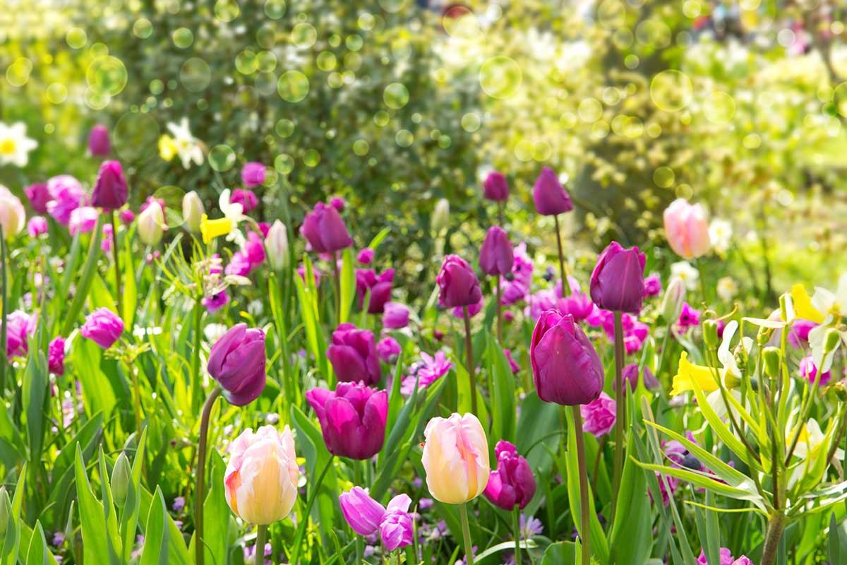 Kvitnúce tulipány