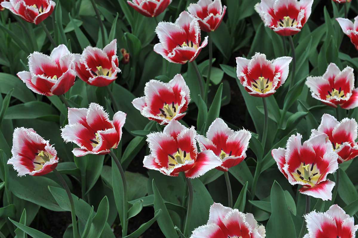 Strapaté tulipány