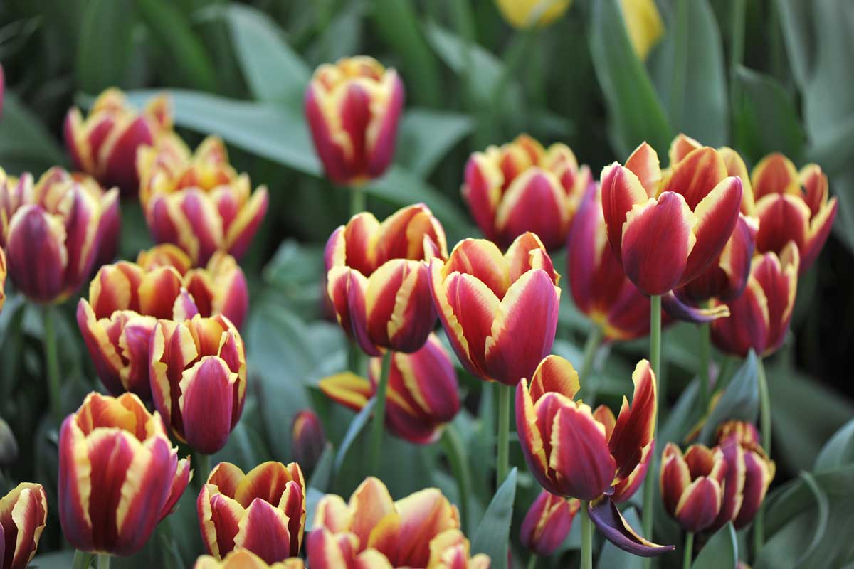 Triumf tulipány