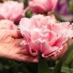 Nezvyčajné typy tulipánov