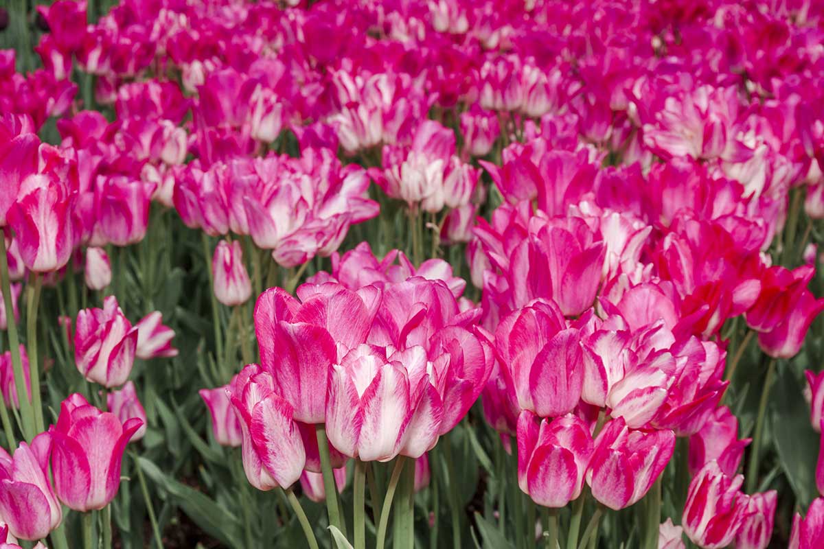Viackveté tulipány
