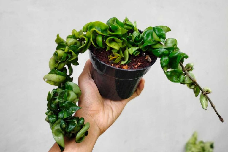 Skúsená záhradníčka radí: Ako pomôcť voskovke, ktorej žltnú a opadávajú listy?