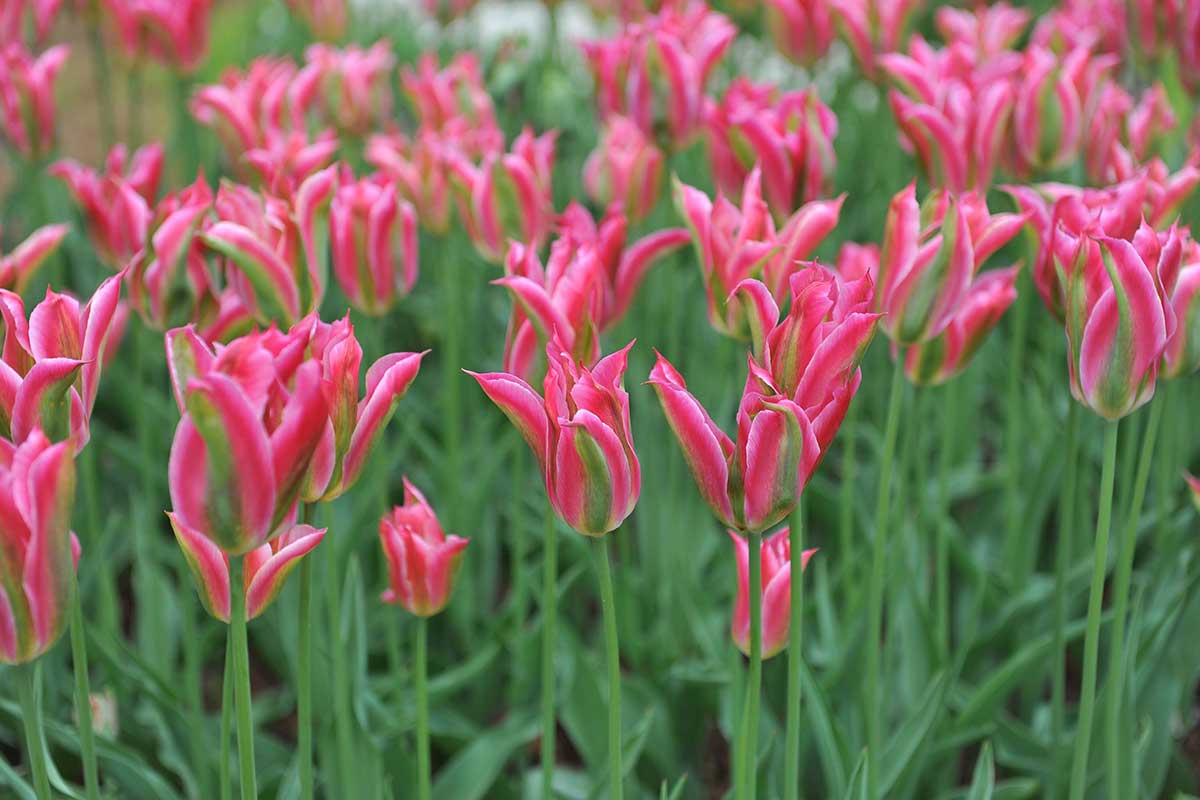 Zelenokveté tulipány