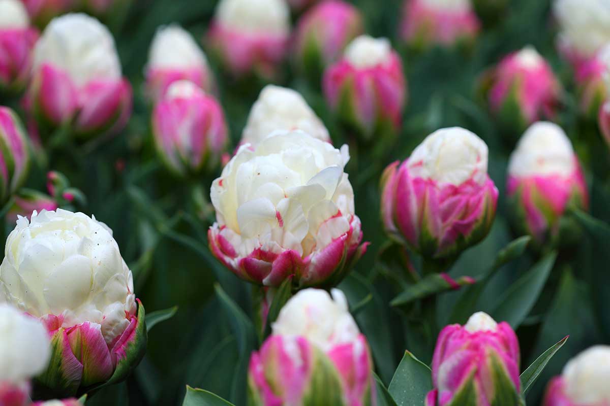 Zmrzlinové tulipány
