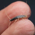 Ako sa zbaviť švehly v interiéri