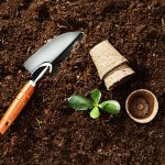 Čím nahradiť rašelinu v záhrade