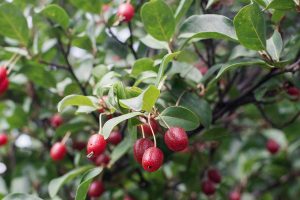 Ovocinár odporúča: Aký krík s jedlými plodmi použiť ako podrast pod ovocné stromy?