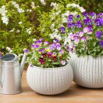 Najkrajšie jarné rastliny