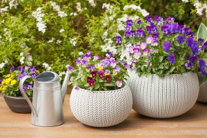 25 tipov pre jarnú záhradu, balkón či terasu: Vyberte si tie najkrajšie kvitnúce rastliny