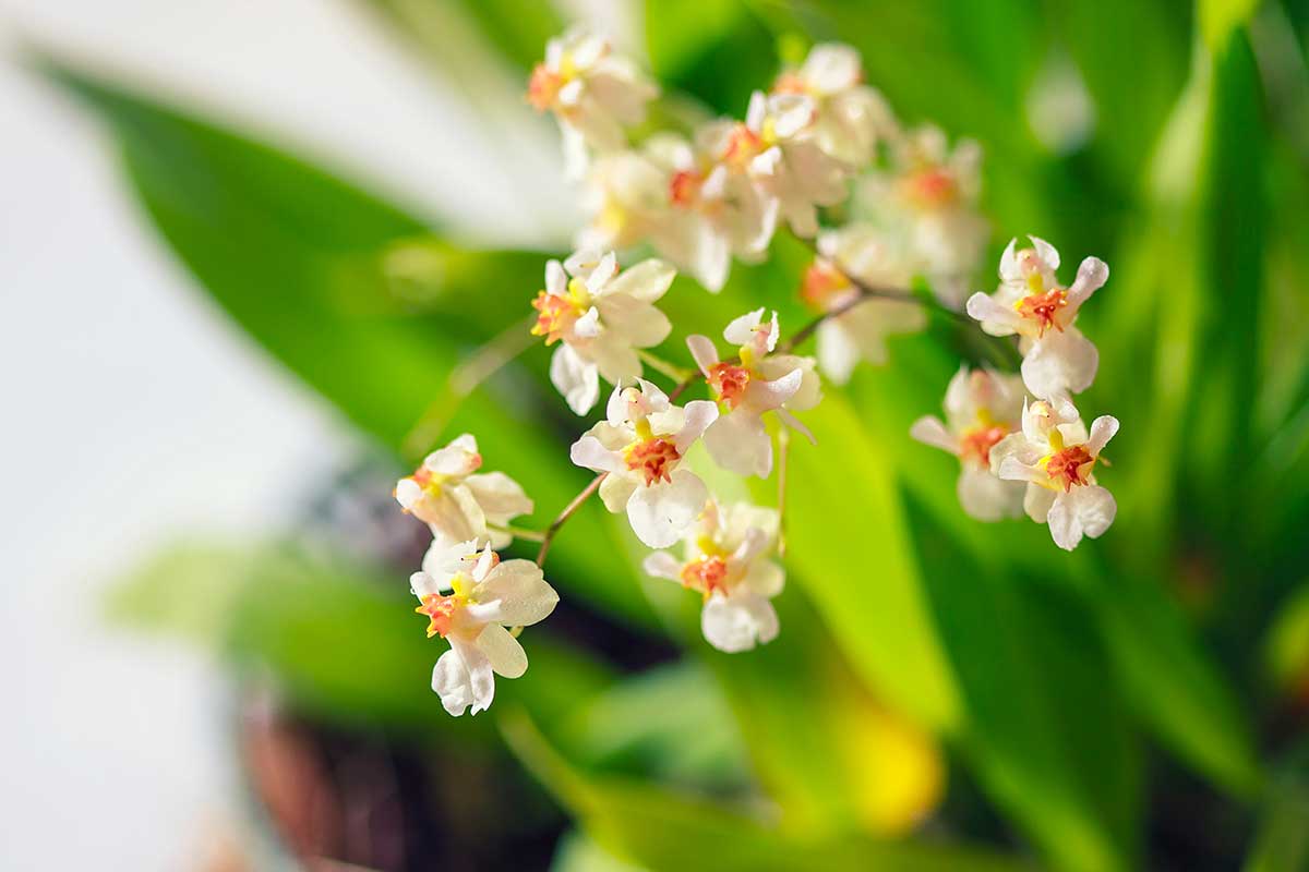 Orchidea Oncidium Twinkle