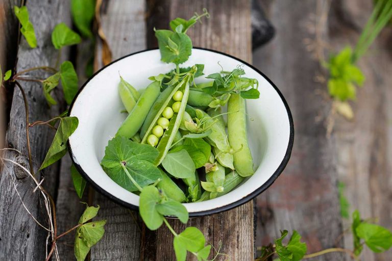 Základy pestovania hrášku: Prečo ho mať v záhrade, ako na skladovanie a výber odrôd?