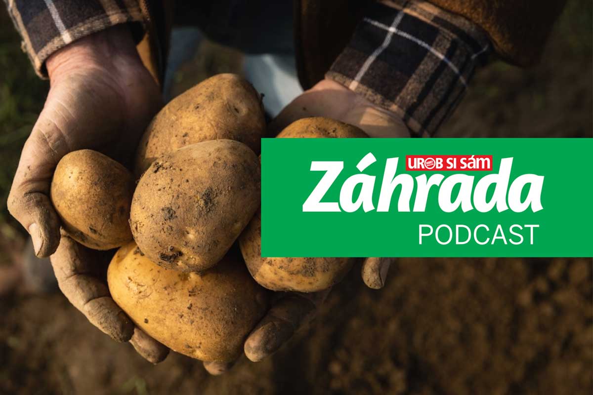 Podcast Záhrada o pestovaní zemiakov