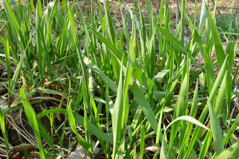 Získajte nad pýrom kontrolu: 3 domáce postreky, ktoré prinášajú výsledky