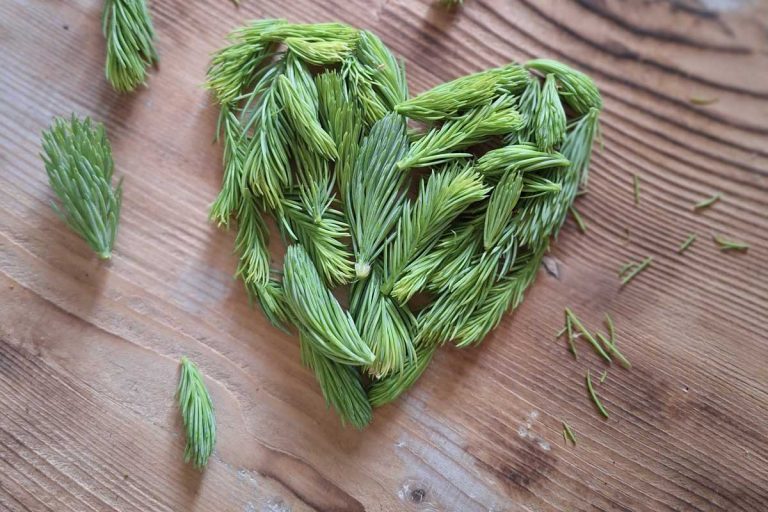 7 úžasných vecí, ktoré vyrobíte zo smrekových výhonkov. Takúto čokoládu ste ešte nejedli!