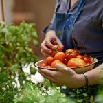 Rozhovor s pestovateľkou rajčín