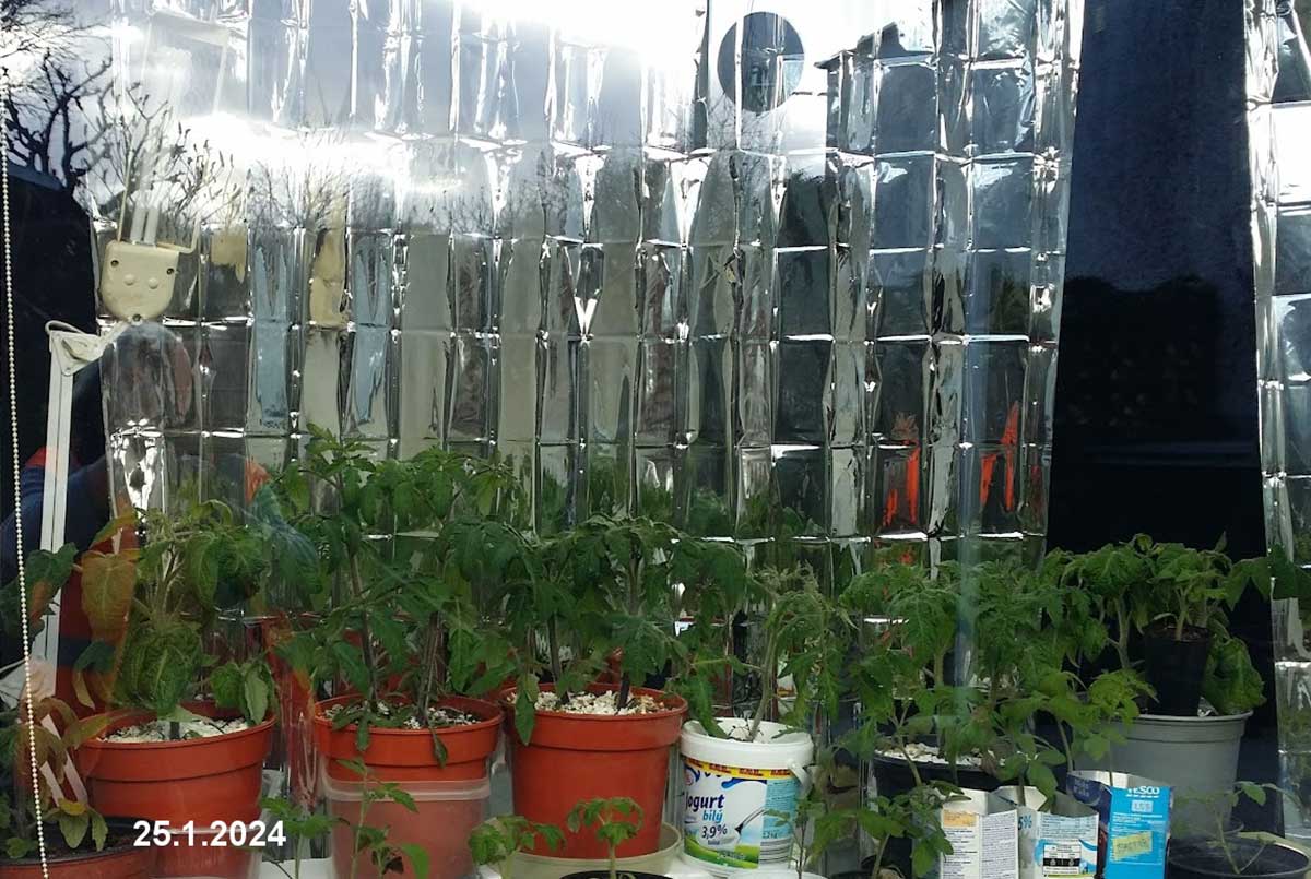 Rastliny paradajok v nádobách