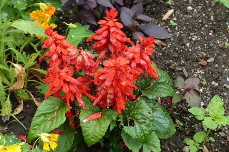 Šalvia ohnivá, obľúbená letnička našich babičiek: Ako ju pestovať?