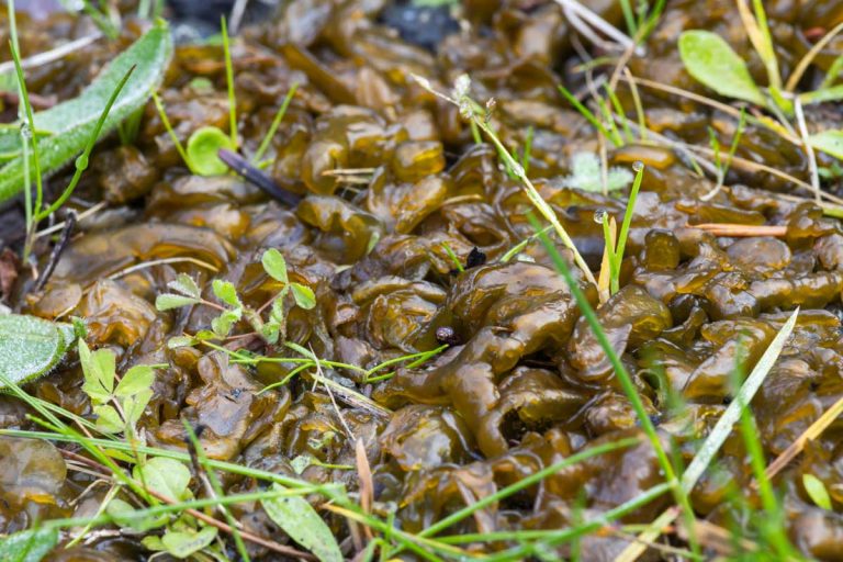 Zelený sliz v trávniku: Prečo sa objavil a ako sa ho zbaviť?