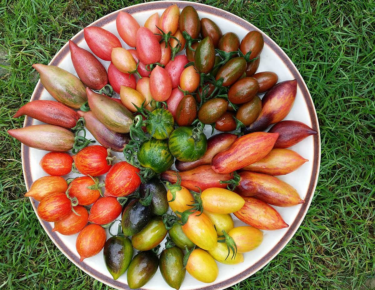 Odrody paradajok rôznych farieb