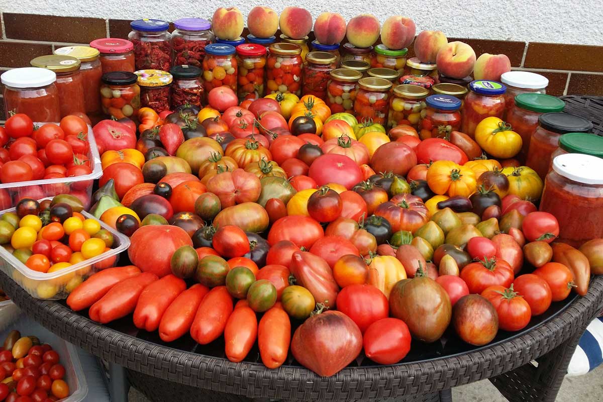 Vlastná úroda paradajok