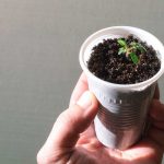 Vychytávka, ako vytvoriť odtokové otvory na kelímkoch pre sadenice