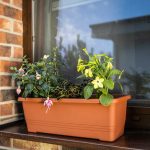 Letničky do tieňa vysadené v hrantíku na parapete