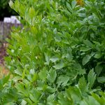 alternariova skvrnitost