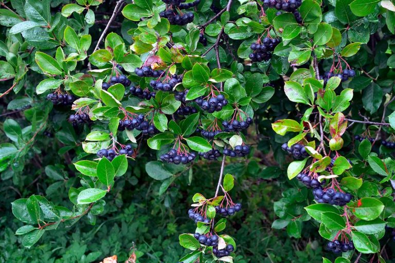 Martin Čurda radí: Aké druhy sú vhodné na jedlý živý plot?