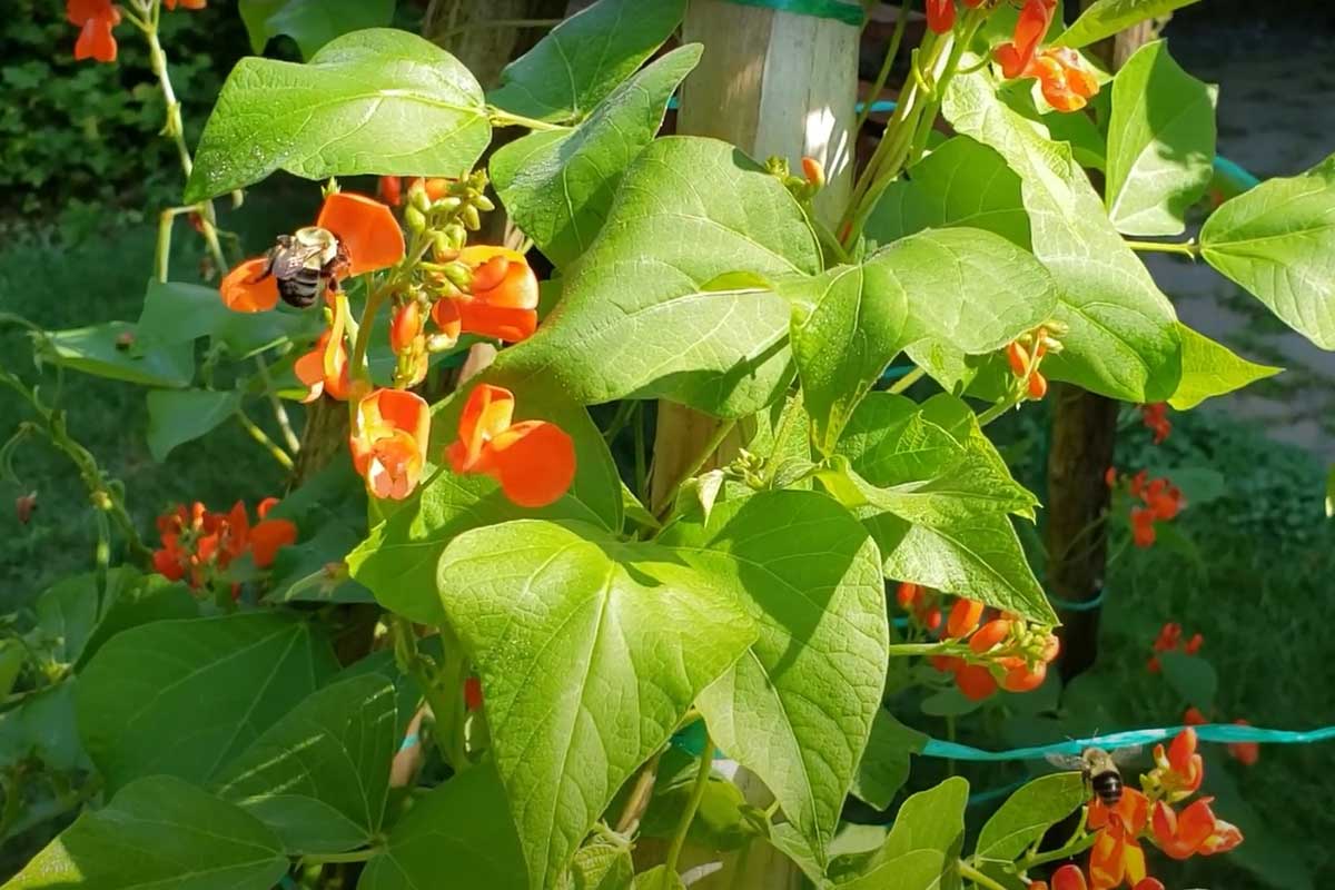 cmeliaky na kvetoch fazule