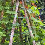 Fazuľový stan típí