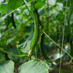 Japonské uhorky v záhrade