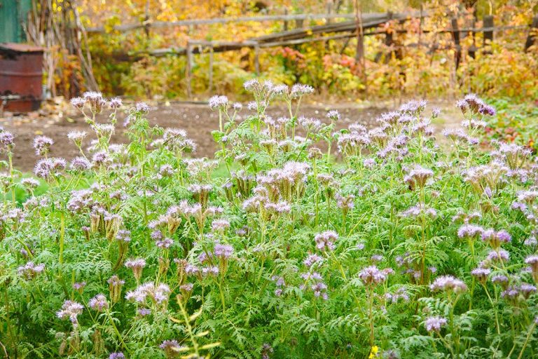 Máte veľkú záhradu? Využite časť na zelené hnojenie, odporúča Martin Čurda