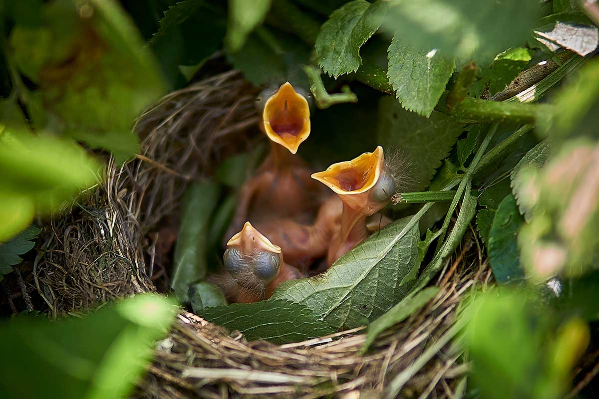 Mláďatá vtákov v hniezde ukryté v krovinách