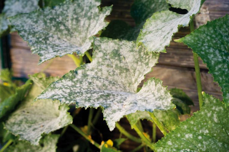 Ako vyliečiť múčnatku bez chémie