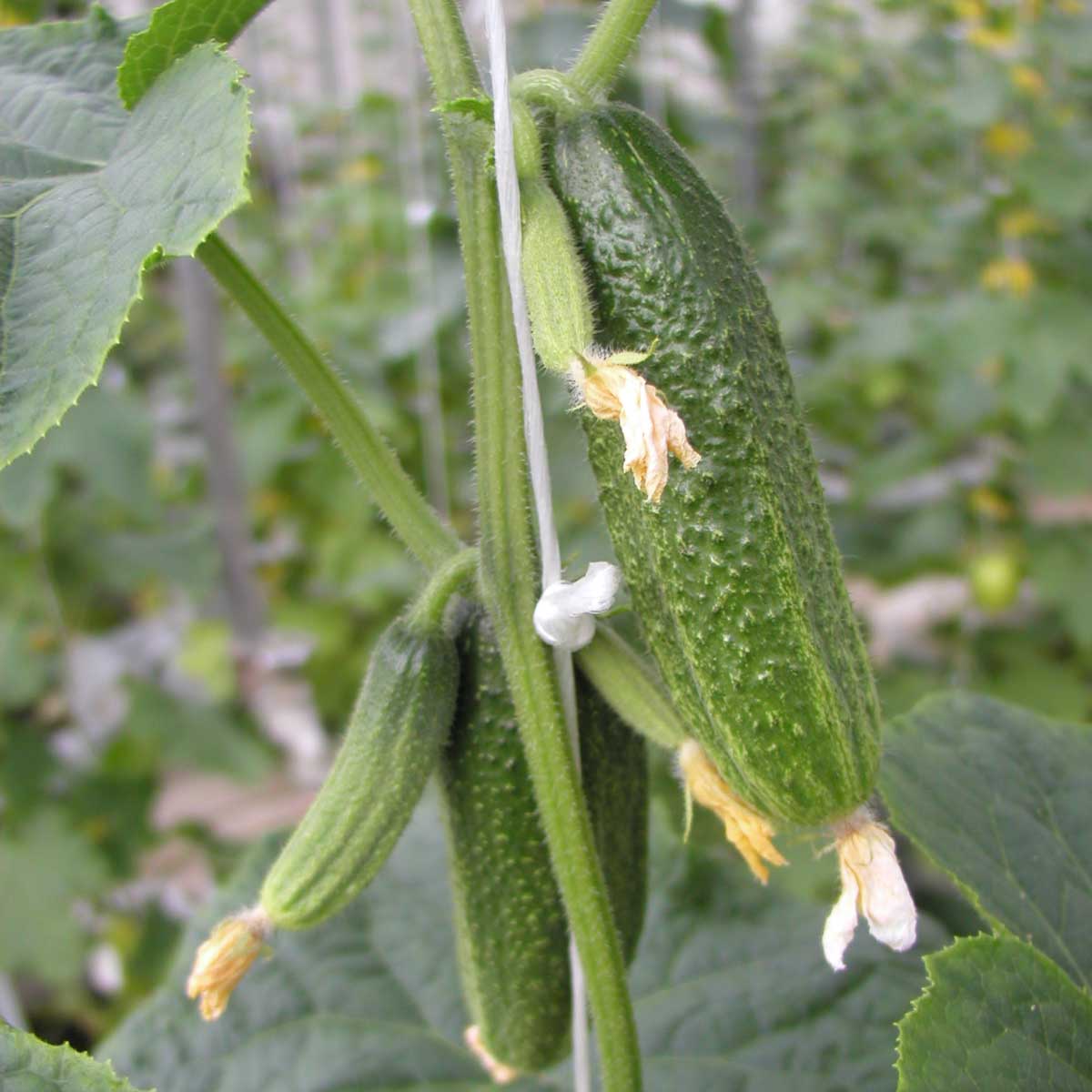 Multifruit uhorky