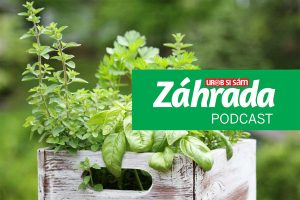 Ligurček, koriander, bazalka – aj týmto bylinkám sa venuje najnovšie vydanie podcastu Záhrada