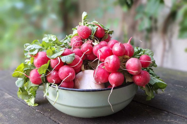 Reďkovky nielen na chlieb: Naučte sa ich fermentovať a pripraviť si zdravé hranolky či polievku